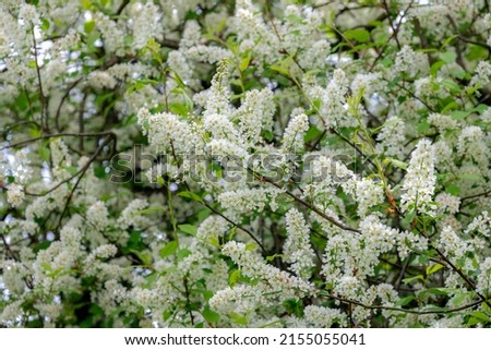 Selective focus white flowers of Prunus padus (bird cherry) full blooming on the tree with blue sky as backdrop, Hackberry is a flowering plant, It is a species of cherry, Nature floral background.