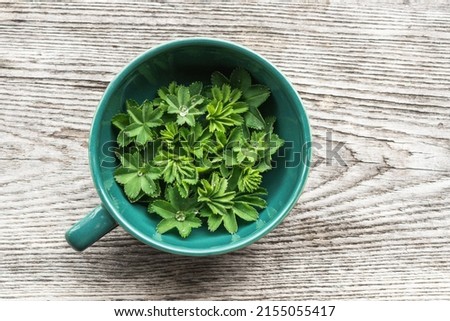a close up of lady's mantle leaves with dew drops in a cup with a wooden background Royalty-Free Stock Photo #2155055417