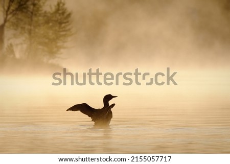 Silhouette of a Common Loon on the lake during a foggu morning. Royalty-Free Stock Photo #2155057717