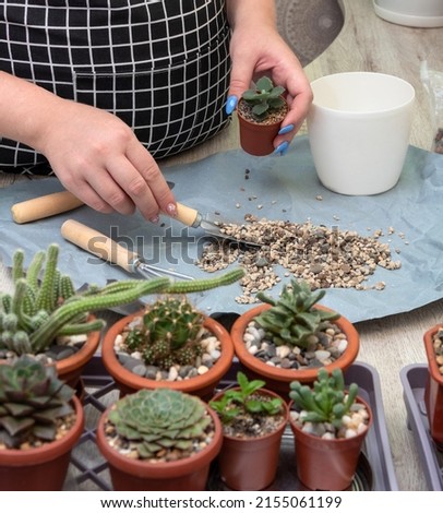 Woman's hand holds pot with plant kalanchoe millotii and picks up pebbles with spatula. Care of home plants. Selective focus. Picture for articles about hobbies, plants.