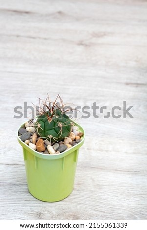 Sprout of the Gymnocalycium saglionis cactus on the table. Space for text. Selective focus. Picture for articles about hobbies, plants, cacti, succulents.
