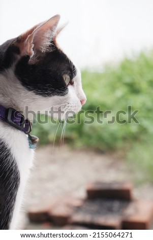 Close-up of a cat face. Portrait of a female cat. Cat looks curious and alert. Detailed picture of a cats face . Close up of cute feline face
