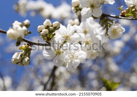 Closeup view of beautiful blossoming plum outdoors on sunny spring day