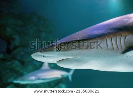 Pictures of sharks in the water