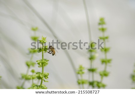 Honeybee on blooming flower