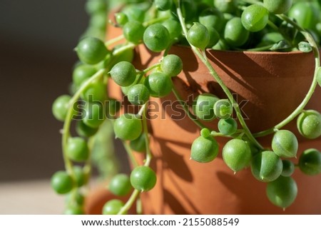 Closeup leaves of Senecio rowleyanus houseplant in terracotta flower pot, sunlight. String of pearls. Variety of succulents in Africa. Love plants.  Royalty-Free Stock Photo #2155088549