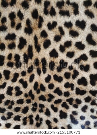 Leopard skin close-up with texture of spots and wool
