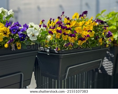 Decorative flower pots with spring flowers Viola Cornuta in vibrant violet and yellow color, purple yellow pansies in flower pots hanging on a fence in balcony garden
