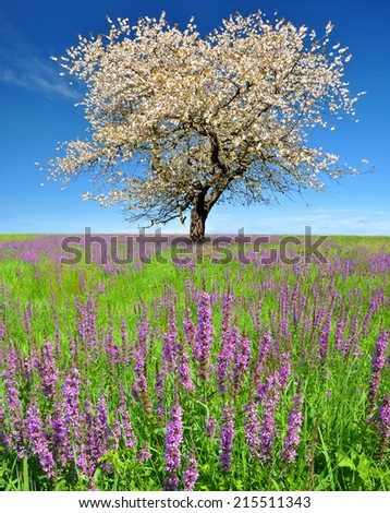Blooming cherry tree on the meadow with flowers
