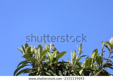 A female house finch perched on a loquat tree branch.
