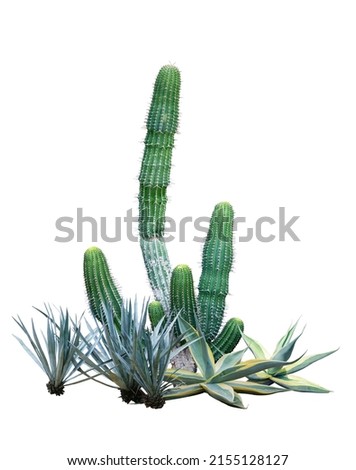 Cactus agave plant bush isolated on white background.This has clipping path. Royalty-Free Stock Photo #2155128127