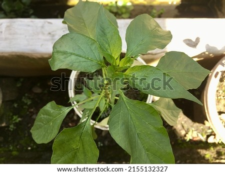 A chili plant (Capsicum frutescens) in a pot