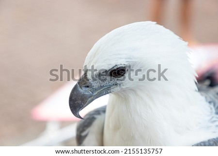 close-up photo of bald eagle white eagle head