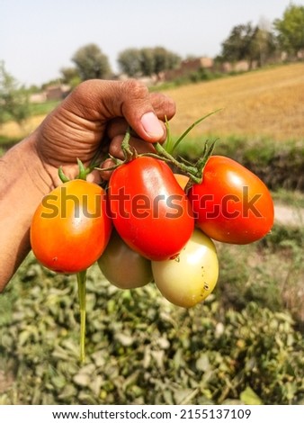 Close up of bunch of red tomatoes on hand. Tomatoe isolated on hand. Bunch of tomatoes on hand. Red riped tomatoes on hand. Tomatoes farming in Pakistan and India. With selective focus on subject. Royalty-Free Stock Photo #2155137109