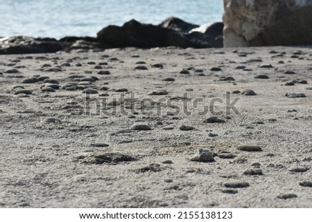 fossils on beach surface near the ocean