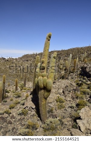 Cacti on the Isla Incahuasi within the worlds largest salt flats, Salar de Uyuni in Bolivia.