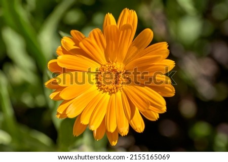 Close up of an orange flower of Calendula (Calendula officinalis), buttercup or marigold, herb of the Asteraceae family, with green leaves, focused on the matrix of stamens