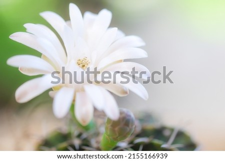 Closed up white pollen of white cactus's flower on green and white blur background, growing, freshness floral in nature, nature background with copy space.