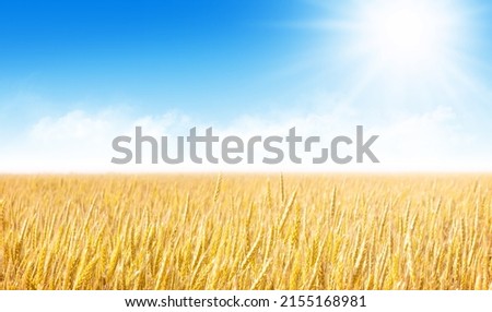 Yellow wheat or rye field and blue sky with clouds. Summer landscape background
