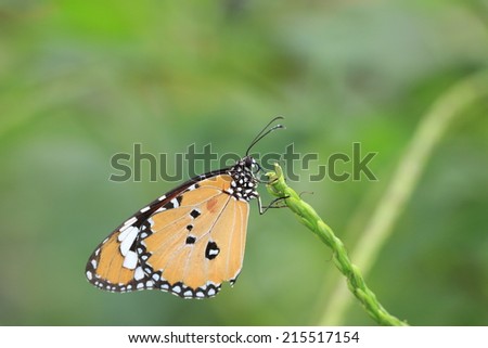 Common Tiger butterfly,a beautiful butterfly on the stem with green background
