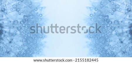 macro photo of a dandelion with dew drops on seeds, blue toned photo. Place for text, advertising products in the center of the picture
