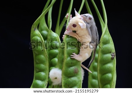 A mother sugar glider is looking for food in a twisted cluster bean while holding her two babies. This marsupial mammal has the scientific name Petaurus breviceps.
