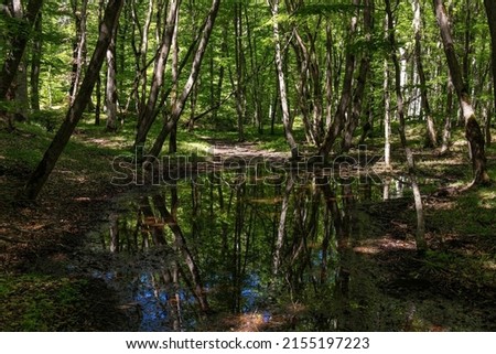 Lake in green spring forest. Khizi. Azerbaijan.
