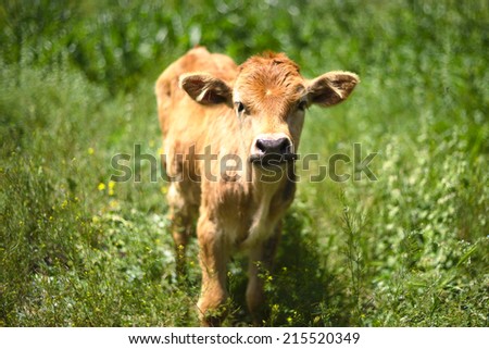 Beautiful little calf in green grass Royalty-Free Stock Photo #215520349