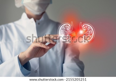 Female doctor touches virtual Kidneys in hand. Blurred photo, handrawn human organ, highlighted red as symbol of disease. Healthcare hospital service concept stock photo Royalty-Free Stock Photo #2155205251