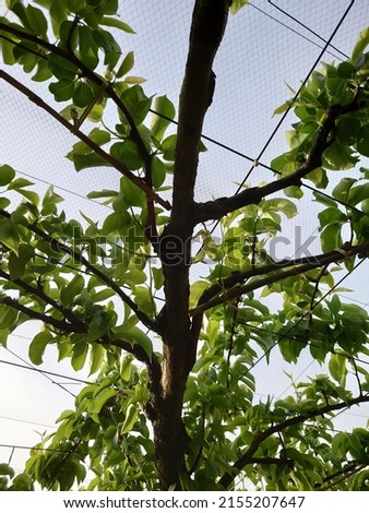 It is a skeletal branch of Japanese pear.  It is a picture taken from below.  Imagine the veins of a leaf.