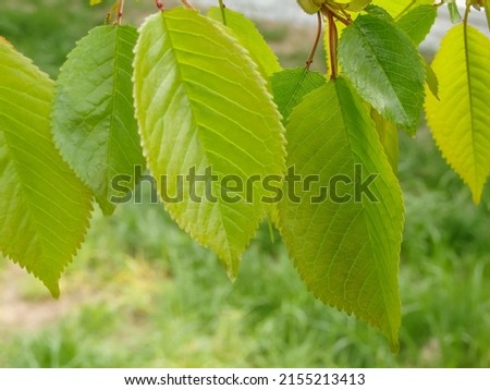 Green juicy cherry foliage close-up. Bright backgrounds with green colors. Vibrant green leaf macro close up natural background.