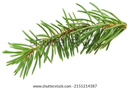 pine branch tree isolated on white background. element for bouquets. Branches greenery elements of plant on white background. Merry christmas, happy new year. Royalty-Free Stock Photo #2155214387