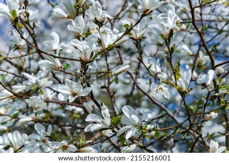 Branches with blooming Magnolia stellata Royal Star or Star Magnolia against the blue sky. Spring season, sweet fragrance.