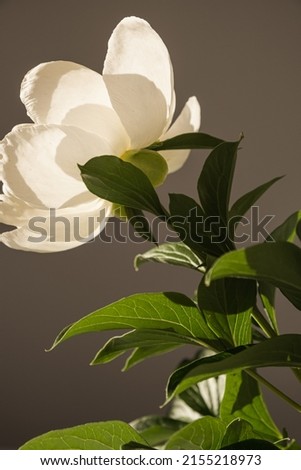Elegant white peony flower in sunlight shadow on dark background. Aesthetic bohemian luxury flowers composition