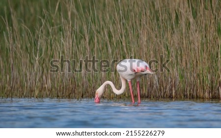 Real photo of Greater Flamingo  in wild hature on salt lake