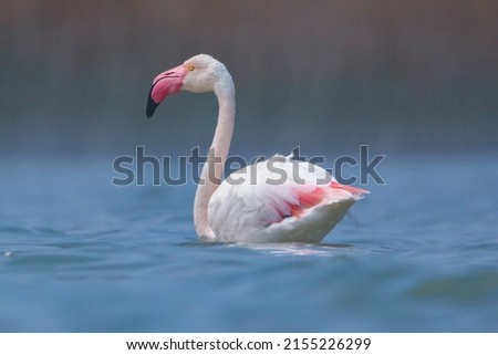 Real photo of Greater Flamingo  in wild hature on salt lake