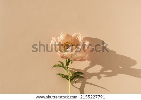 Peachy peony flower on neutral pastel beige background. Minimal stylish still life floral composition