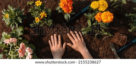 Horticulture Top shot banner. Ground with plants and gardening tools. Garden scenery background. Copyspace Royalty-Free Stock Photo #2155238627