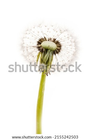 dandelion isolated on white background in studio
