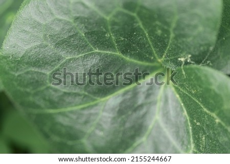 blur effect. green leaf. screensaver. close up. copy space. mockup