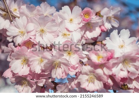 Sakura tree during spring season, Cherry blossom bloom 