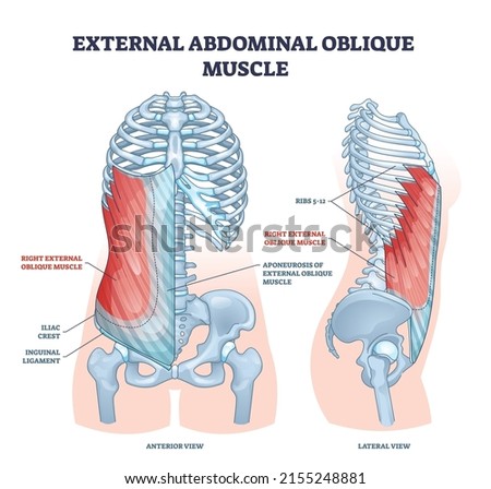 External abdominal oblique muscle with human ribcage bones outline diagram. Labeled educational scheme with hip iliac crest, inguinal ligament and aponeurosis anatomical location vector illustration. Royalty-Free Stock Photo #2155248881