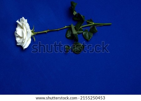 a white rose lies beautifully on a blue background scattered petals
