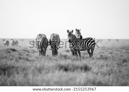 A greyscale shot of zebras in Serengeti National Park Royalty-Free Stock Photo #2155253967