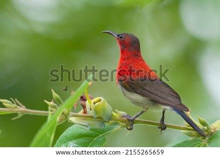 The Crimson sunbird is a beautiful little bird.