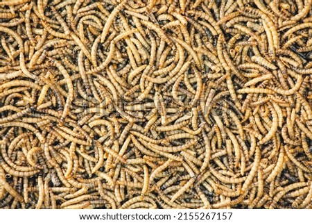 full frame of dried mealworms-Buffalo Worm. Texture flour worms background. Worms pile for bird food. Animal snack concept