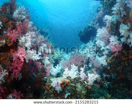 Colorful soft corals clinging to the rocks under the sea.