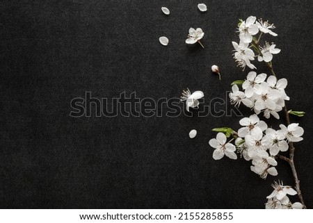 Fresh beautiful white cherry blossoms on black dark table background. Condolence card. Empty place for emotional, sentimental text, quote or sayings. Closeup. Royalty-Free Stock Photo #2155285855