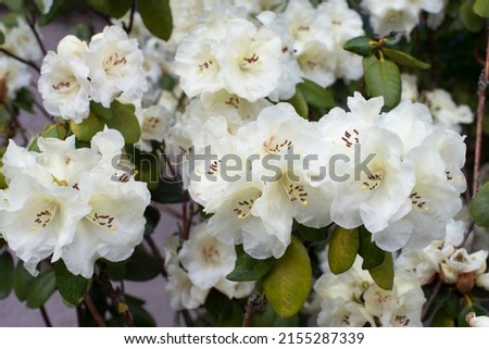 Beautiful white rhododendron flower in garden with magic bokeh. Blooming white rhododendron for wallpaper. Flowering pattern 