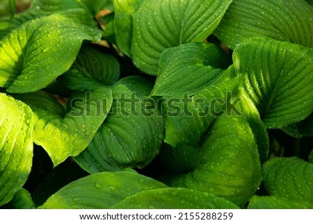 wallpaper green grass fern summer flowers with dew beautiful nature leaves   Royalty-Free Stock Photo #2155288259
